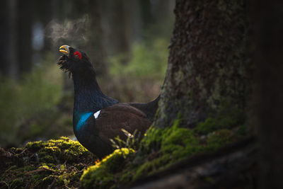 Close-up of a bird on tree trunk