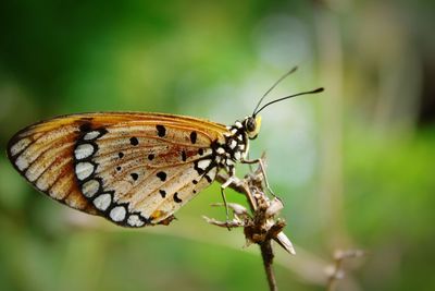 Close-up of butterfly on flower