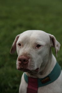 Close-up of dog looking away