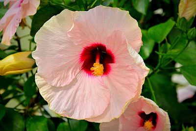 Close-up of pink hibiscus flower