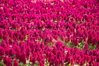 Close-up of pink flowers growing on field