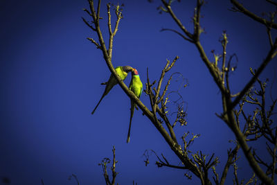 Low angle view of bird perching on tree against blue sky