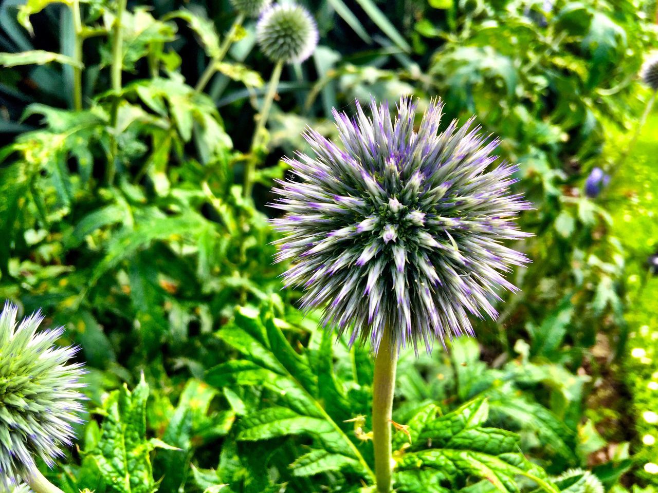 flower, fragility, freshness, growth, flower head, beauty in nature, close-up, plant, stem, purple, springtime, nature, blossom, focus on foreground, petal, single flower, in bloom, botany, day, wildflower, dandelion, uncultivated, green color, softness, outdoors, dandelion seed, thistle, blooming, no people