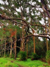tree