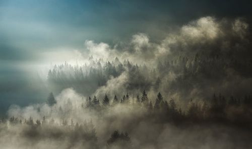 Panoramic view of trees and plants against sky