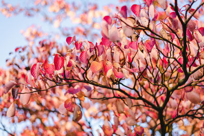 Low angle view of cherry blossoms on tree during autumn
