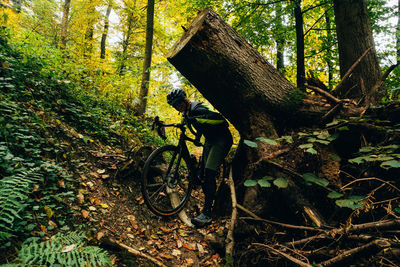 Bicycle on tree