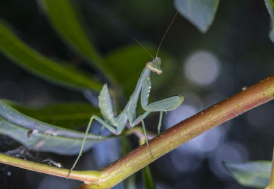 Close-up of insect on leaf