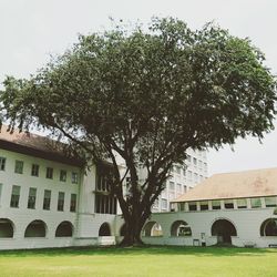 Trees in lawn