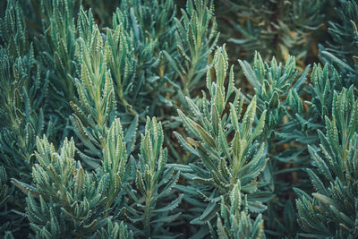 Full frame shot of pine tree