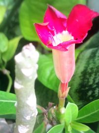 Close-up of flower blooming outdoors
