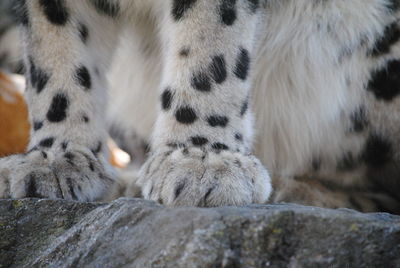 Close-up of snow leopard paws
