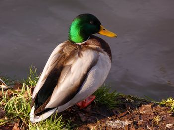 Close-up of duck by the water