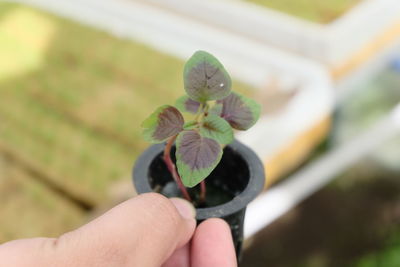 Close-up of hand holding small plant