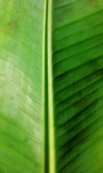 Full frame shot of green leaves