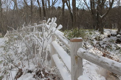 Snow covered trees in forest