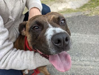 Close-up portrait of dog by person