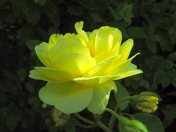 Close-up of yellow frangipani blooming outdoors
