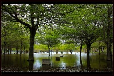 Trees growing in water