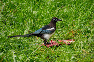 Magpie in grass with meat