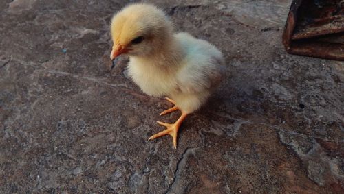 Close-up of young bird