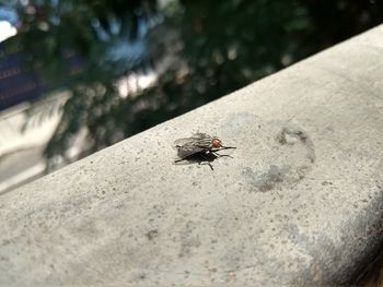 Close-up of housefly