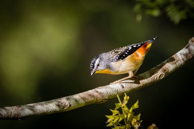 Close-up of spotted pardalote perching on branch