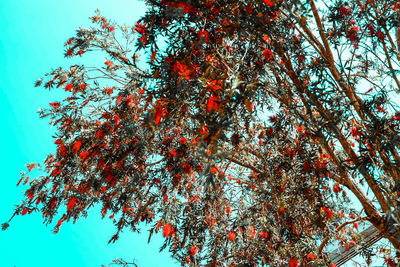 Low angle view of tree against sky