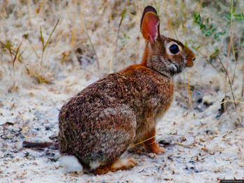 Close-up of an animal on land