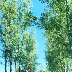 Low angle view of trees