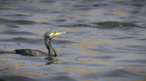 Bird swimming in lake