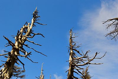 Low angle view of bare tree against blue sky