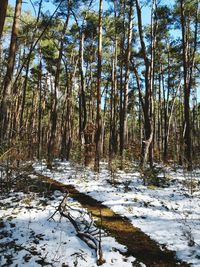 Trees in forest during winter