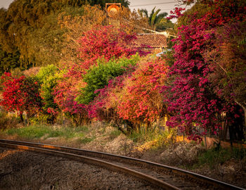 autumn
