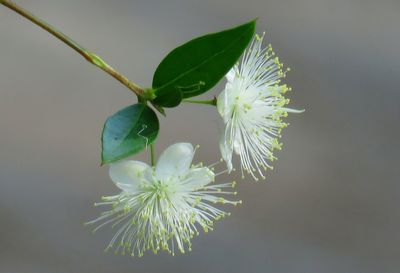 Close-up of white flowering plant