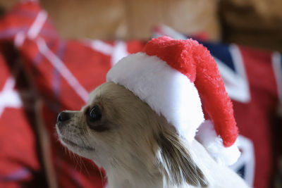 Side on portrait of chihuahua with christmas hat on