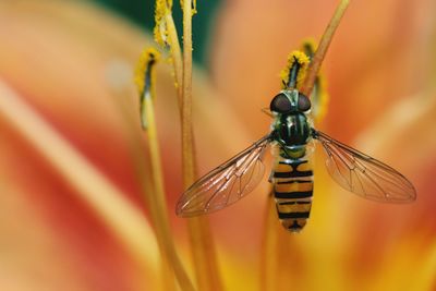 Close-up of dragonfly on flower