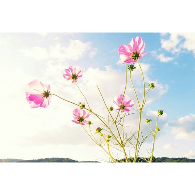 flower, freshness, fragility, petal, beauty in nature, growth, transfer print, pink color, flower head, sky, nature, blooming, auto post production filter, plant, stem, blossom, in bloom, field, day, close-up