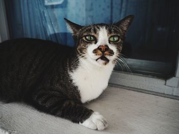 Close-up portrait of cat at home