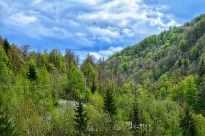 Scenic view of forest against sky