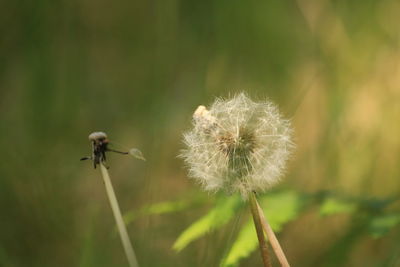 nature