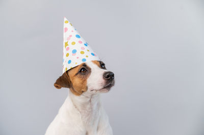 Close-up of dog against white background