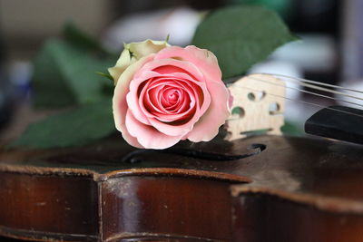 Close-up of rose on violin