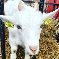Close-up of white kid goat on hays