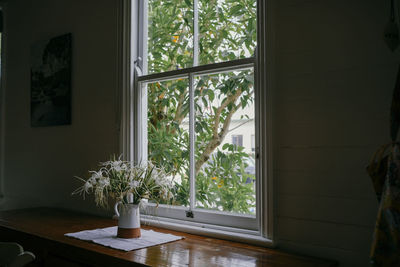 Potted plant on window