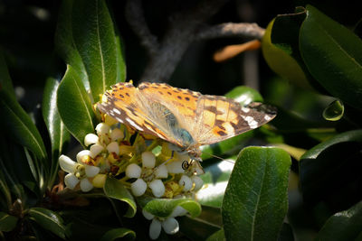 Close-up of butterfly pollinating on flower