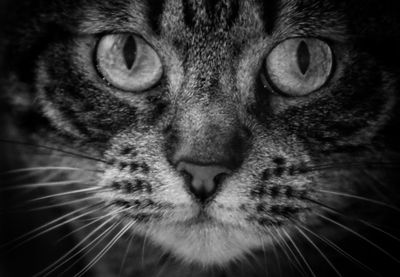 Close-up portrait of cat