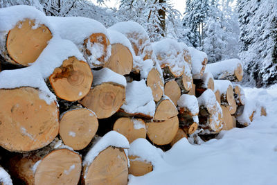 Close-up of christmas tree
