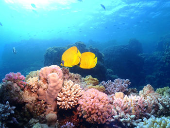 Fish swimming in sea, coral reef