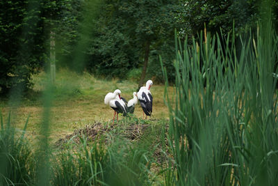 Rear view of men on field in forest